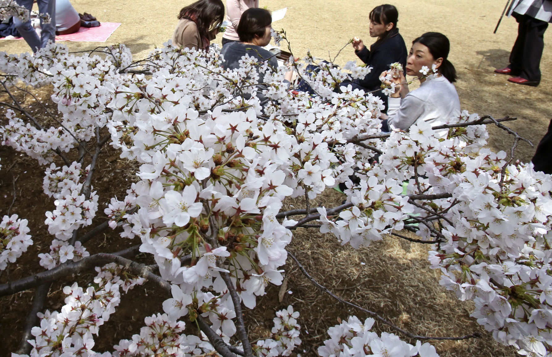 Japan cherry blossoms
